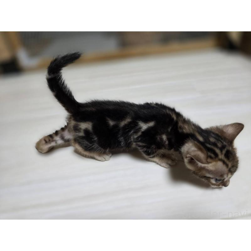 販売中の神奈川県のベンガル-132220の16枚目