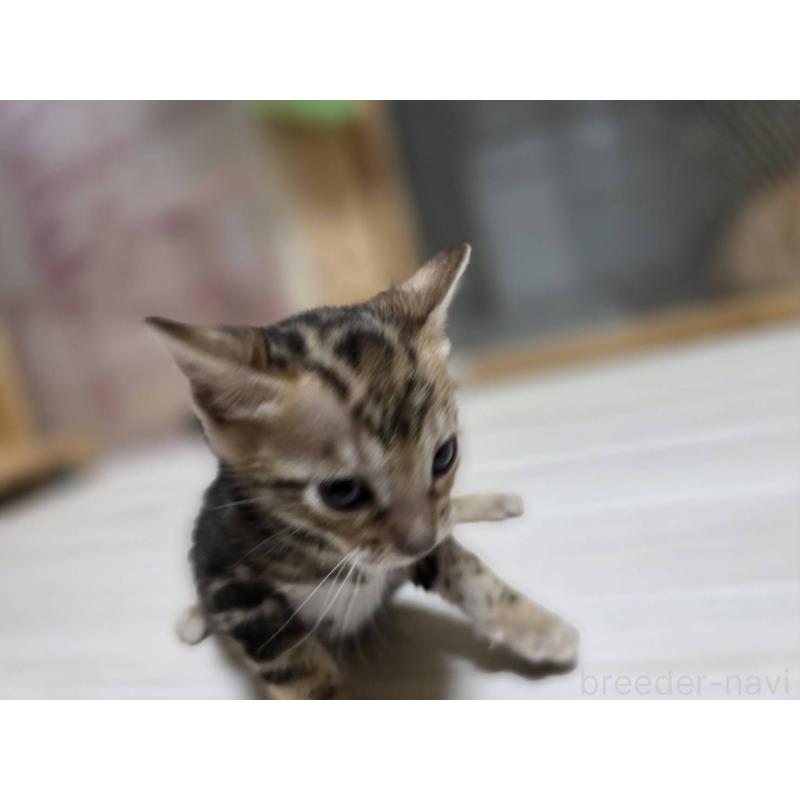 販売中の神奈川県のベンガル-132220の14枚目