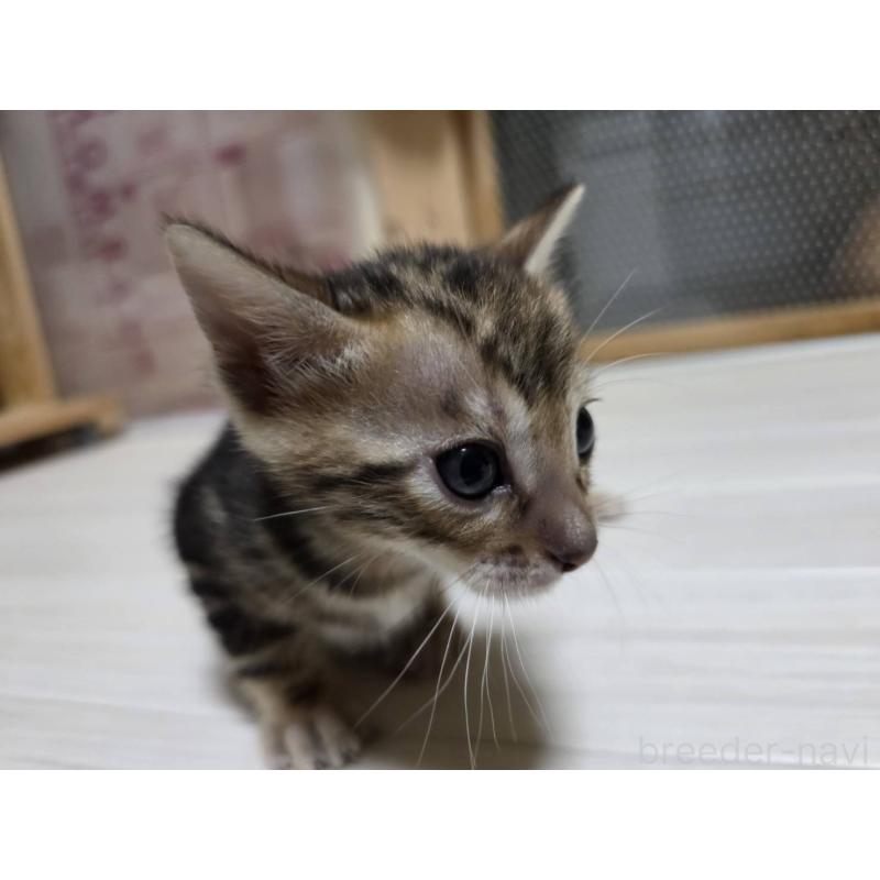 販売中の神奈川県のベンガル-132220の15枚目