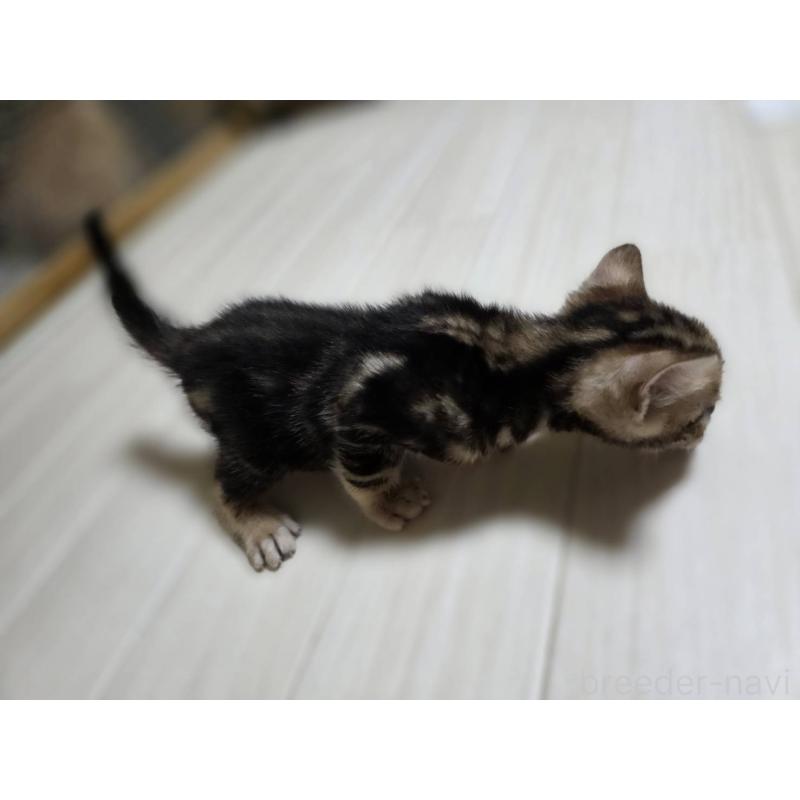 販売中の神奈川県のベンガル-132220の12枚目