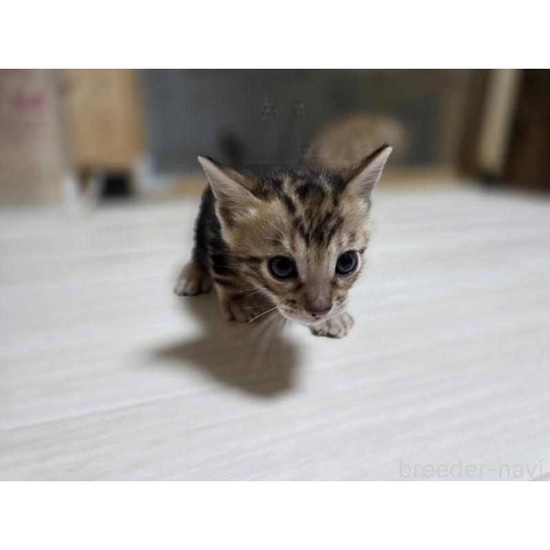 販売中の神奈川県のベンガル-132220の13枚目