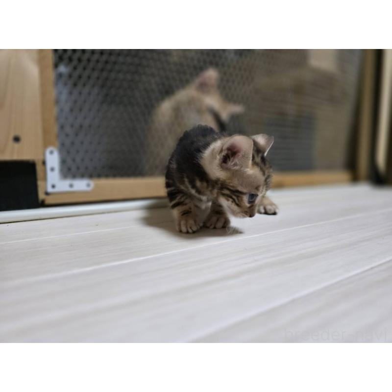 販売中の神奈川県のベンガル-132220の11枚目