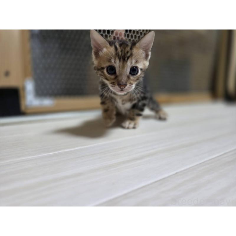 販売中の神奈川県のベンガル-132220の10枚目