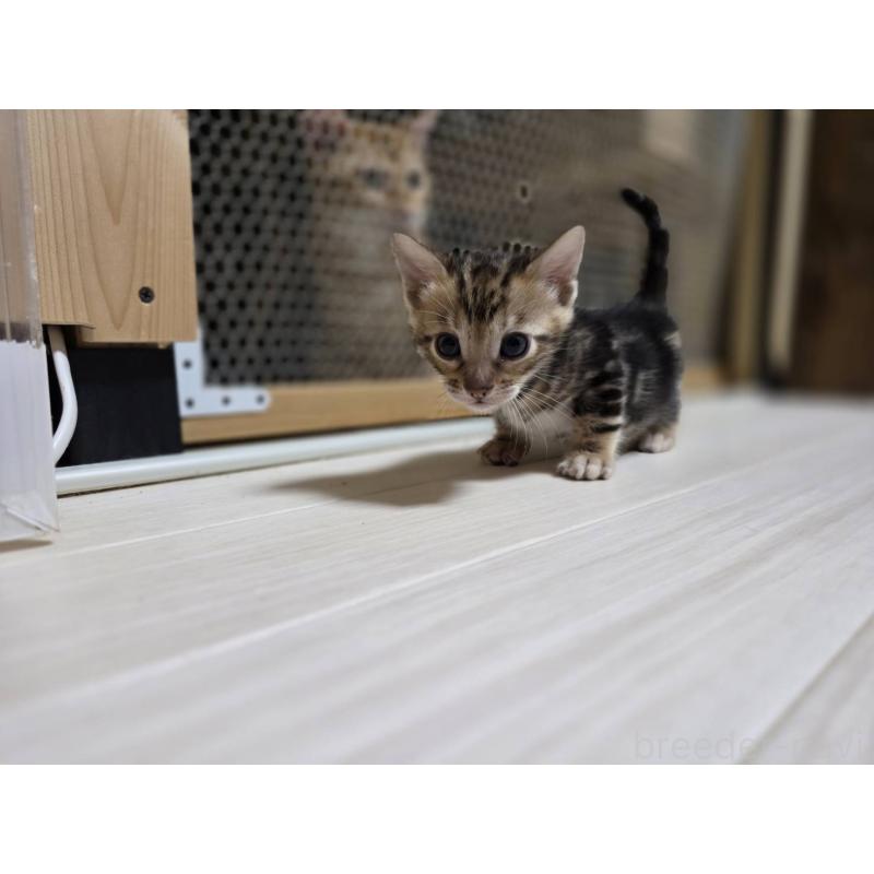 販売中の神奈川県のベンガル-132220の9枚目