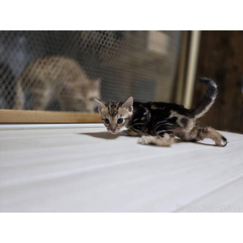 販売中の神奈川県のベンガル-132220の7枚目