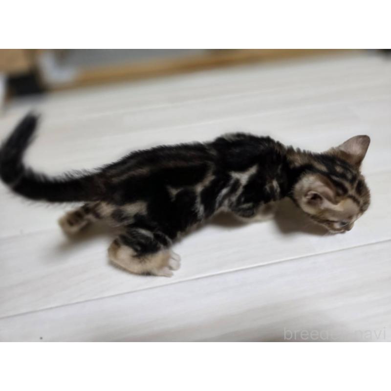 販売中の神奈川県のベンガル-132220の6枚目