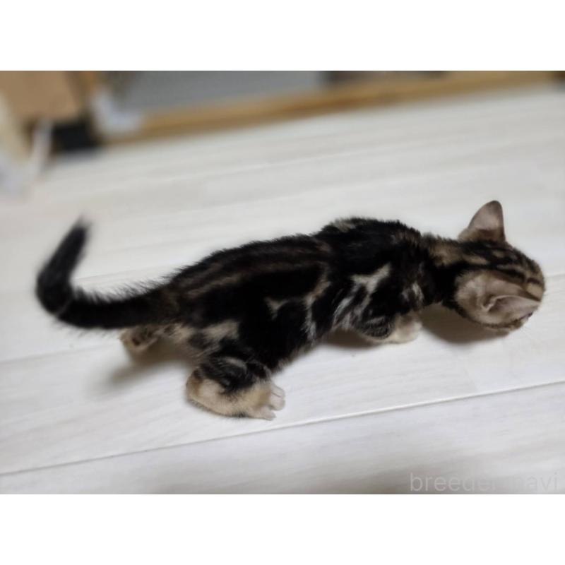 販売中の神奈川県のベンガル-132220の5枚目