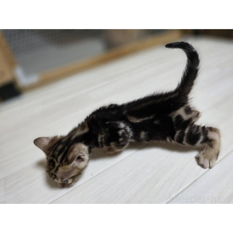 販売中の神奈川県のベンガル-132220の4枚目