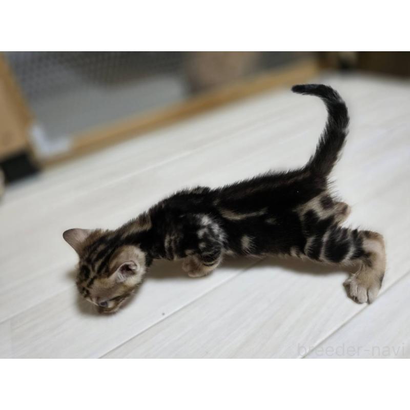 販売中の神奈川県のベンガル-132220の3枚目