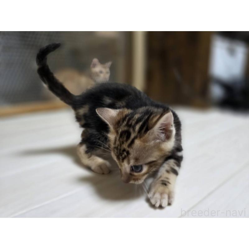 販売中の神奈川県のベンガル-132220の2枚目