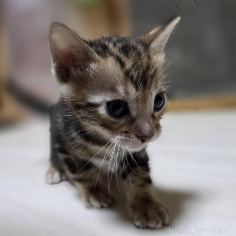 販売中の神奈川県のベンガル-132220