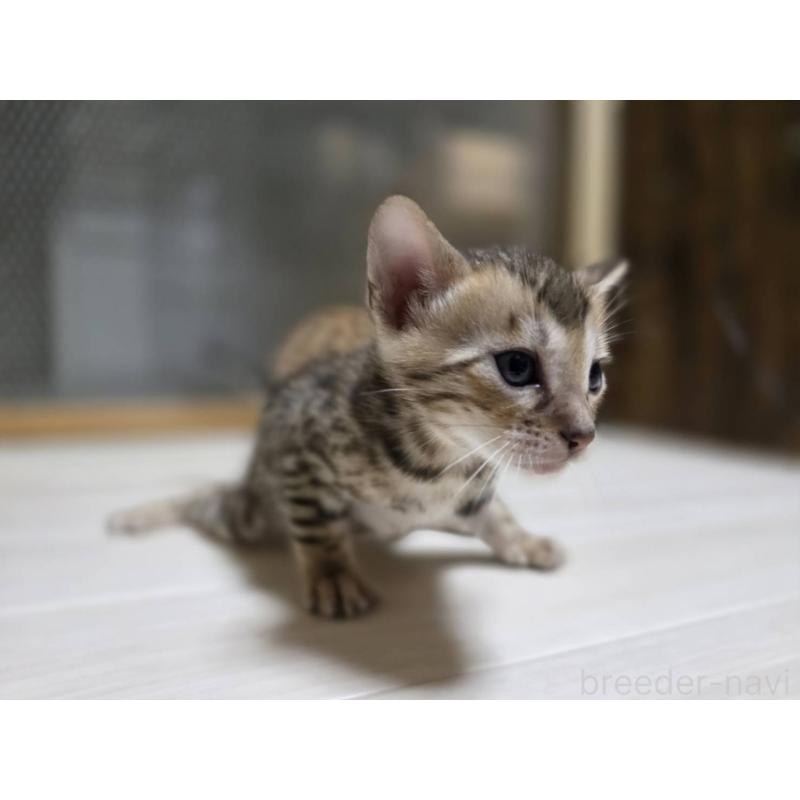 販売中の神奈川県のベンガル-132221の22枚目