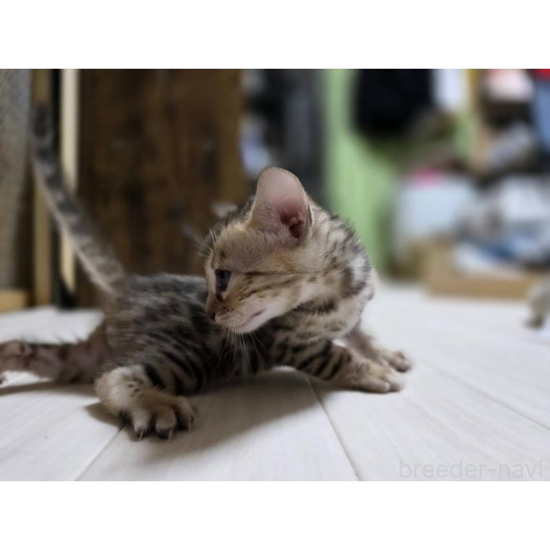 販売中の神奈川県のベンガル-132221の21枚目