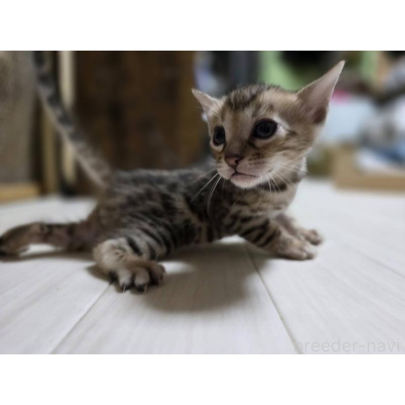 販売中の神奈川県のベンガル-132221の20枚目