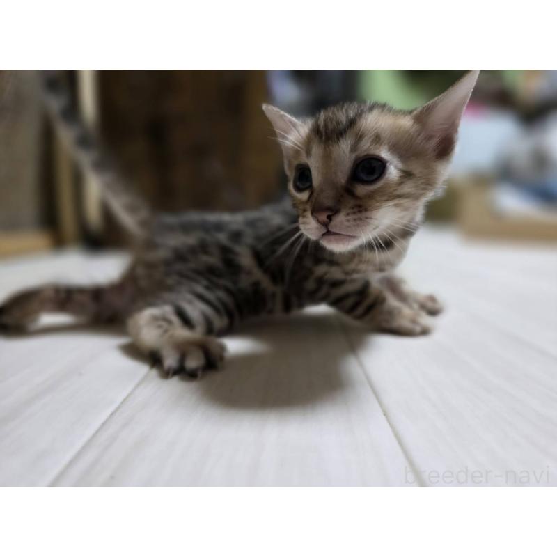 販売中の神奈川県のベンガル-132221の18枚目