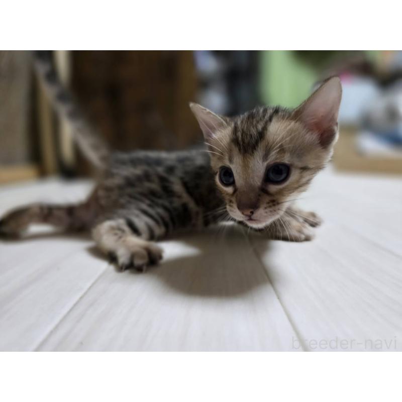 販売中の神奈川県のベンガル-132221の17枚目