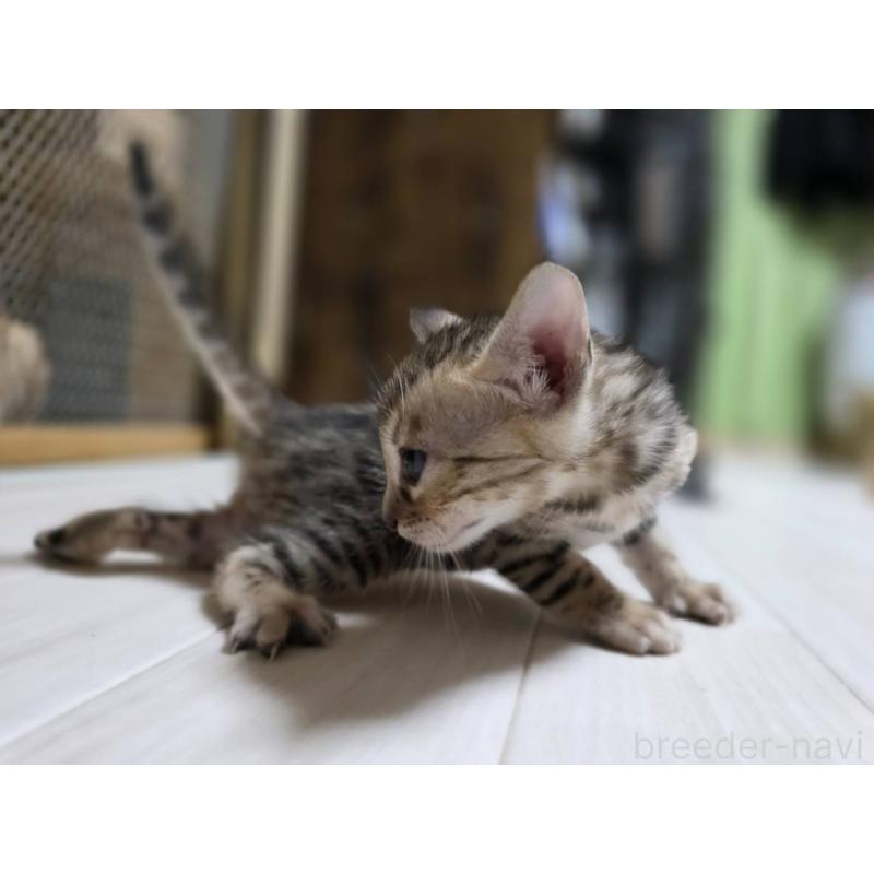 販売中の神奈川県のベンガル-132221の16枚目