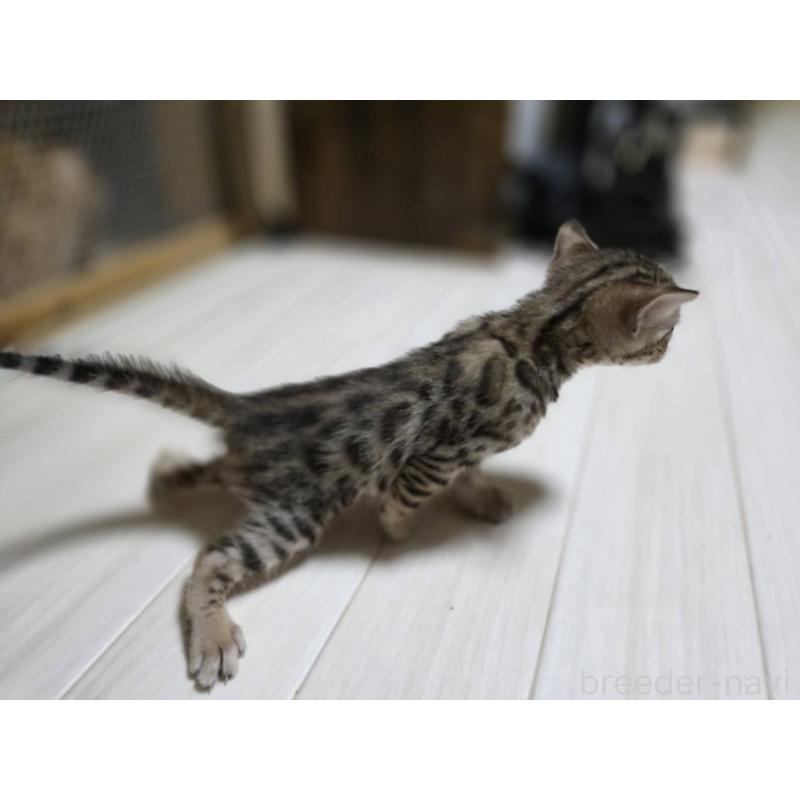 販売中の神奈川県のベンガル-132221の15枚目