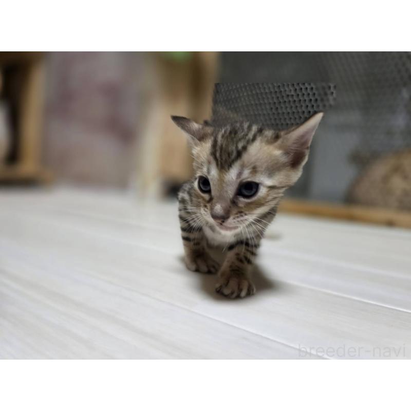 販売中の神奈川県のベンガル-132221の14枚目