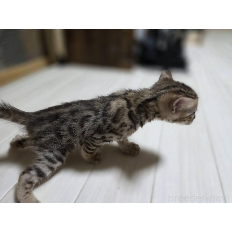 販売中の神奈川県のベンガル-132221の13枚目