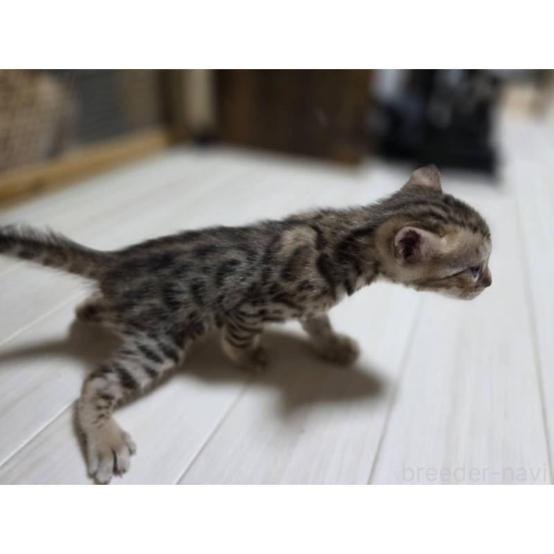 販売中の神奈川県のベンガル-132221の12枚目