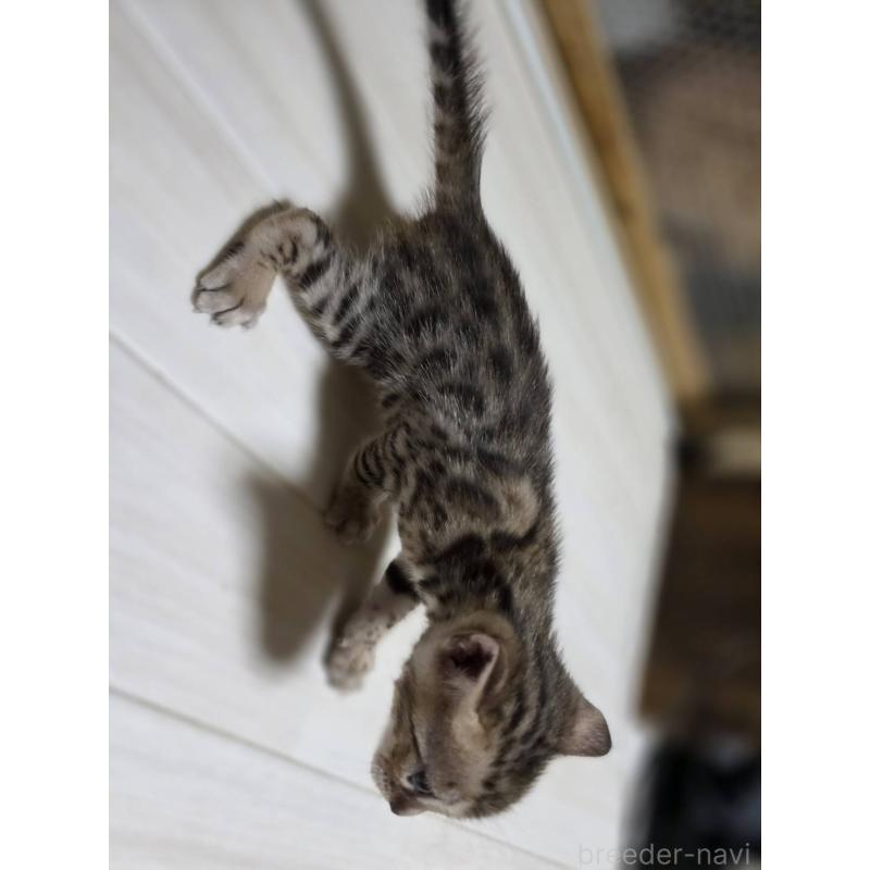 販売中の神奈川県のベンガル-132221の11枚目