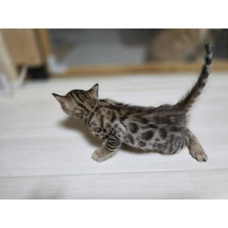 販売中の神奈川県のベンガル-132221の10枚目