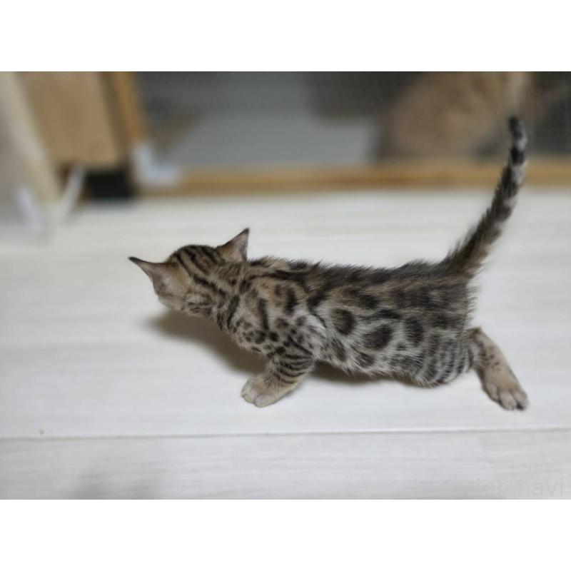 販売中の神奈川県のベンガル-132221の9枚目