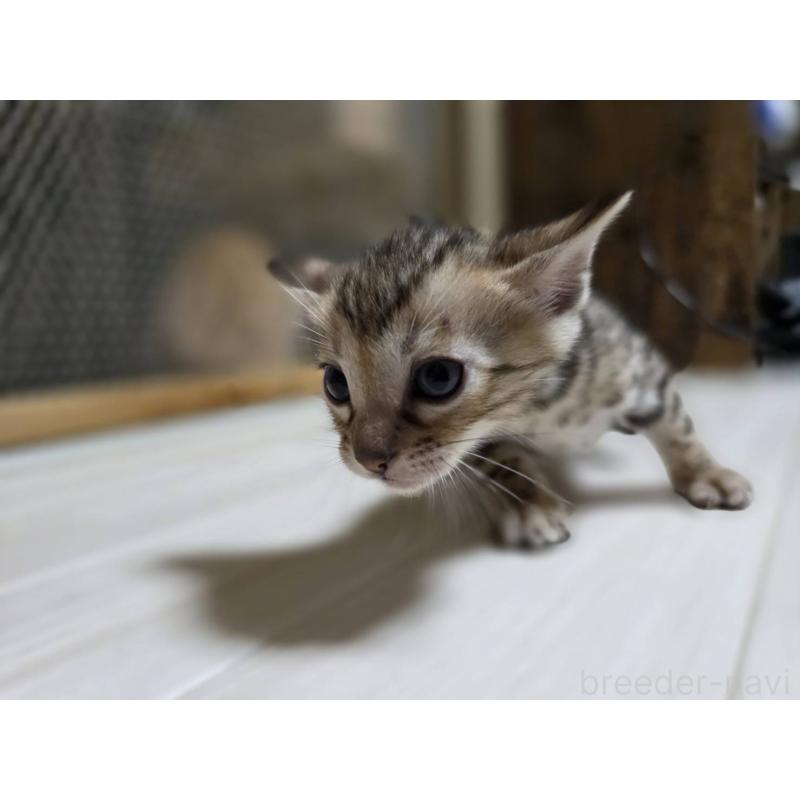 販売中の神奈川県のベンガル-132221の8枚目