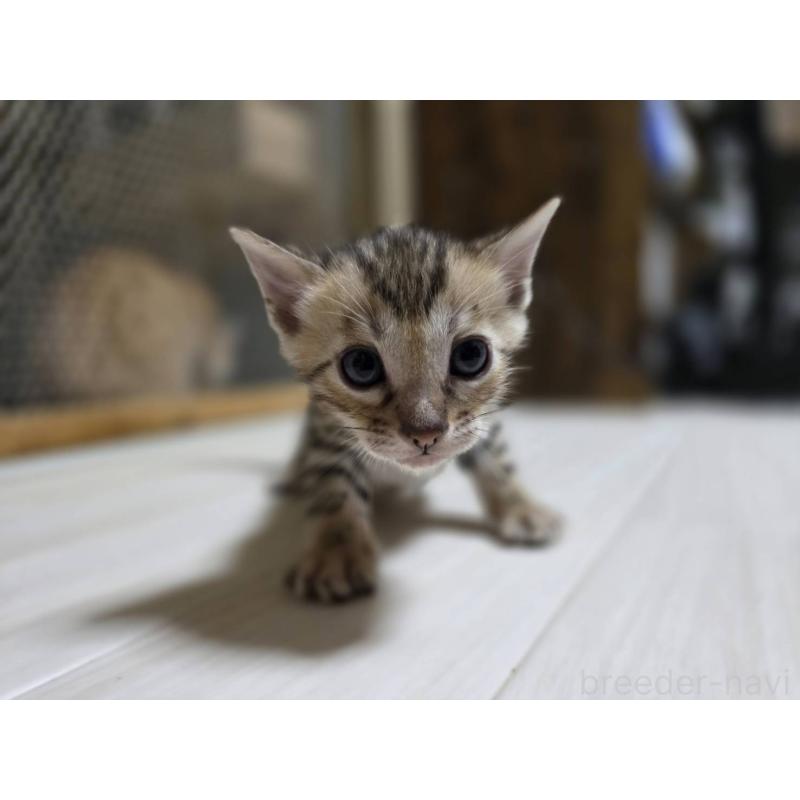 販売中の神奈川県のベンガル-132221の7枚目