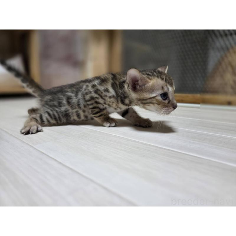 販売中の神奈川県のベンガル-132221の6枚目