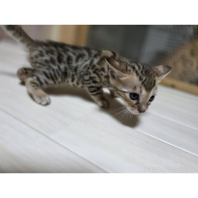 販売中の神奈川県のベンガル-132221の5枚目