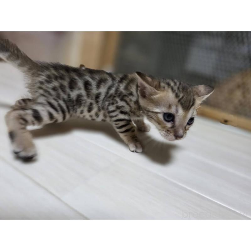 販売中の神奈川県のベンガル-132221の4枚目