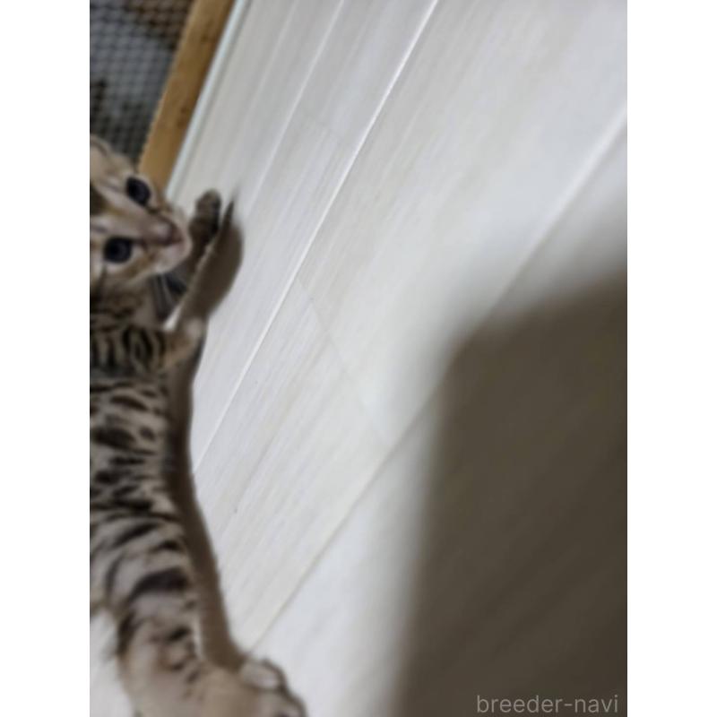 販売中の神奈川県のベンガル-132221の3枚目