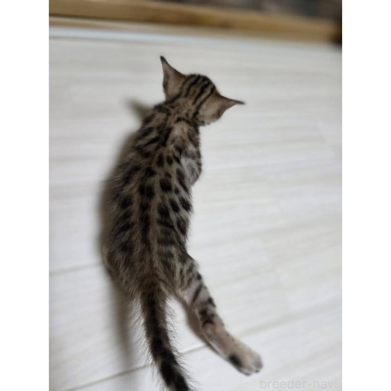 販売中の神奈川県のベンガル-132221の2枚目