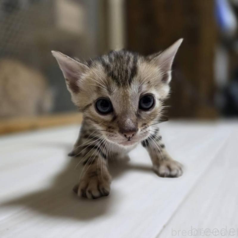 販売中の神奈川県のベンガル-132221