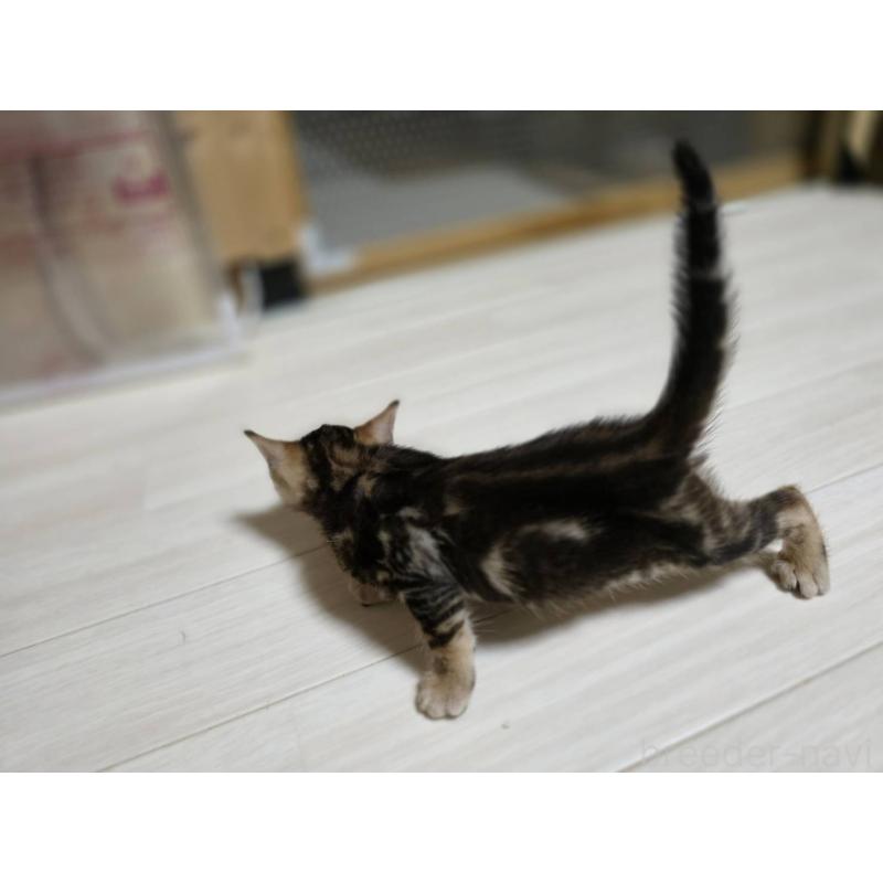 販売中の神奈川県のベンガル-132222の18枚目