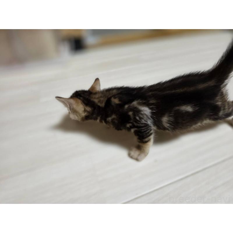 販売中の神奈川県のベンガル-132222の17枚目