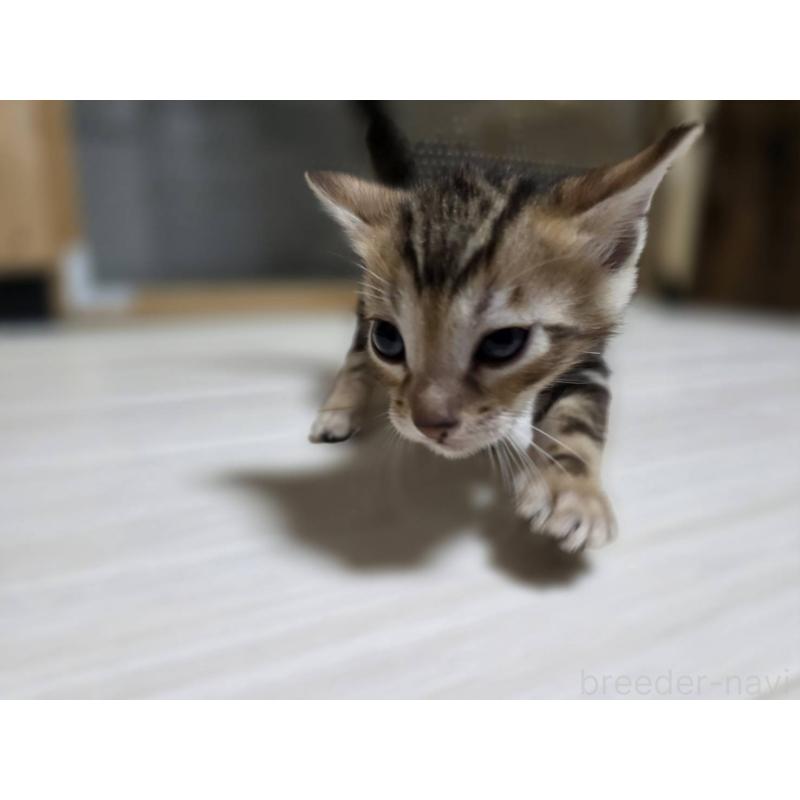 販売中の神奈川県のベンガル-132222の16枚目