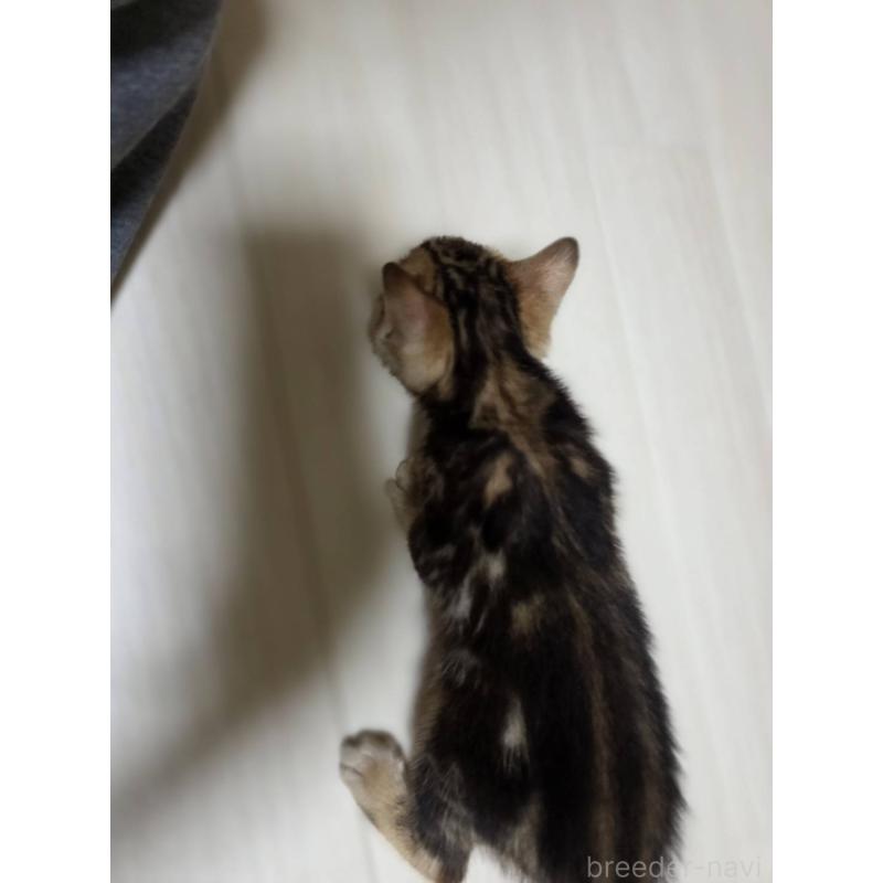 販売中の神奈川県のベンガル-132222の15枚目