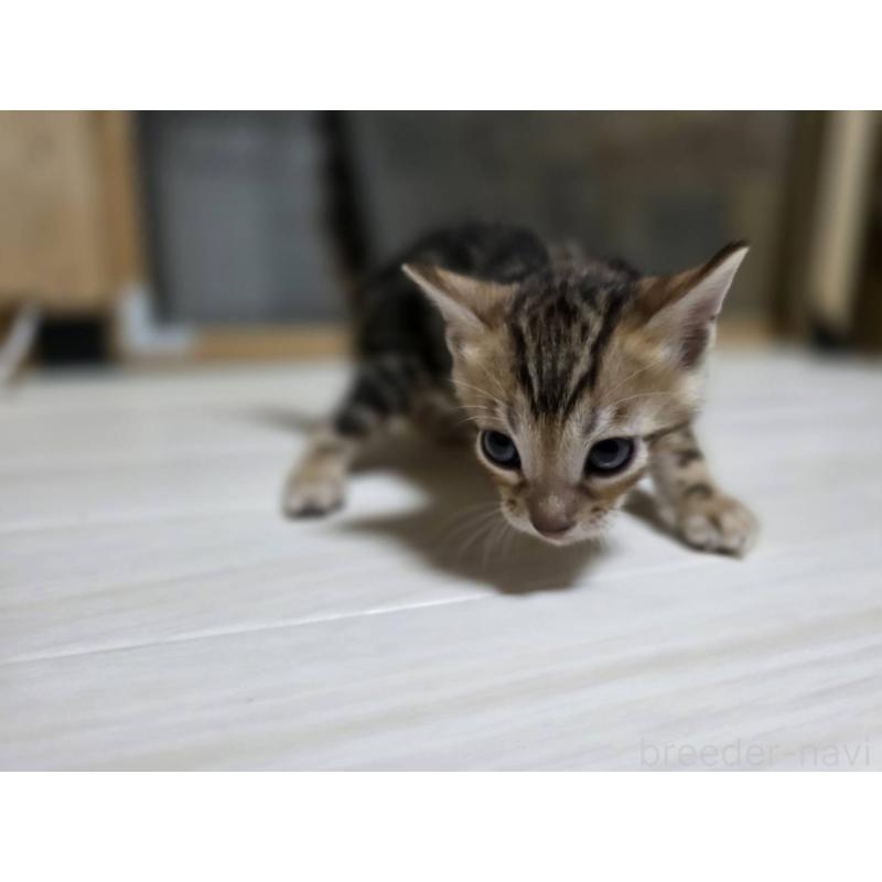 販売中の神奈川県のベンガル-132222の14枚目