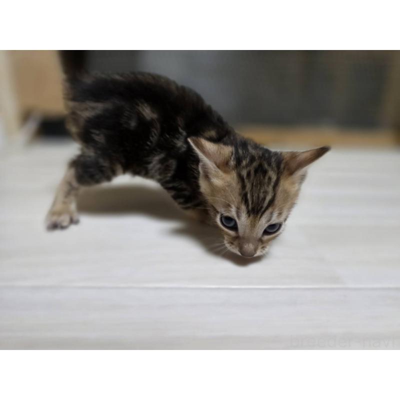 販売中の神奈川県のベンガル-132222の13枚目