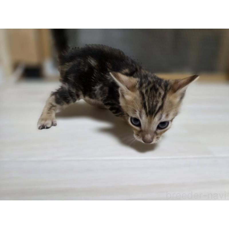 販売中の神奈川県のベンガル-132222の12枚目