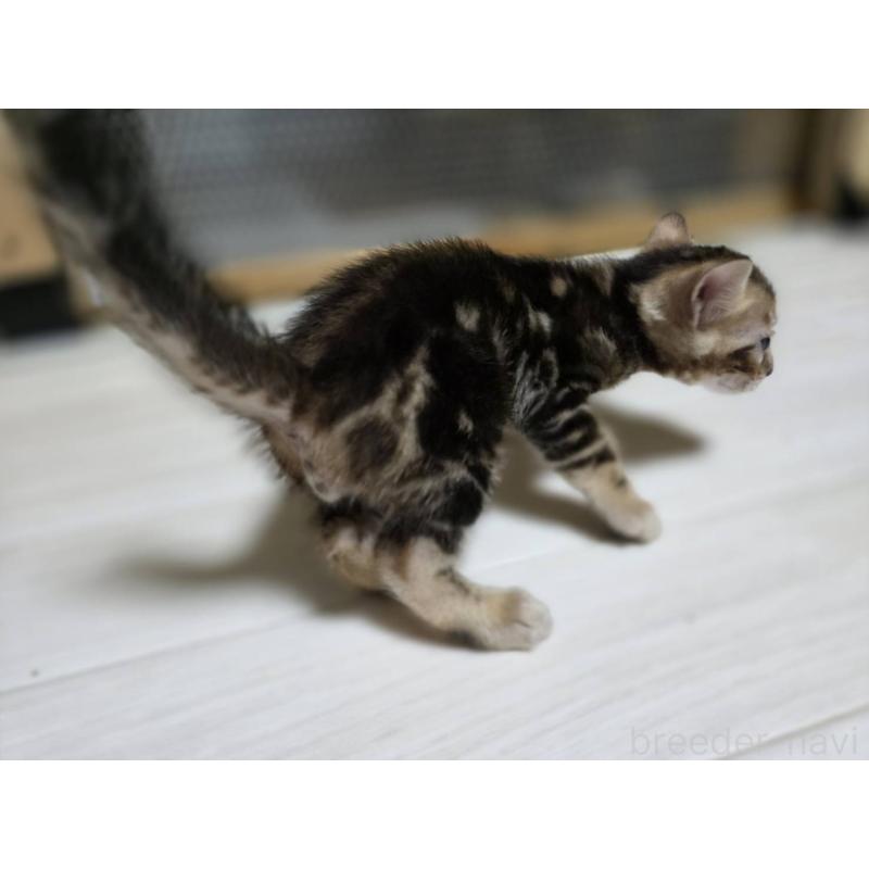 販売中の神奈川県のベンガル-132222の11枚目