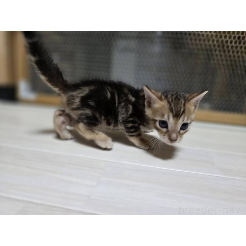 販売中の神奈川県のベンガル-132222の10枚目