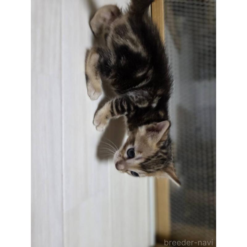 販売中の神奈川県のベンガル-132222の9枚目