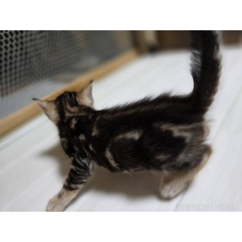 販売中の神奈川県のベンガル-132222の8枚目