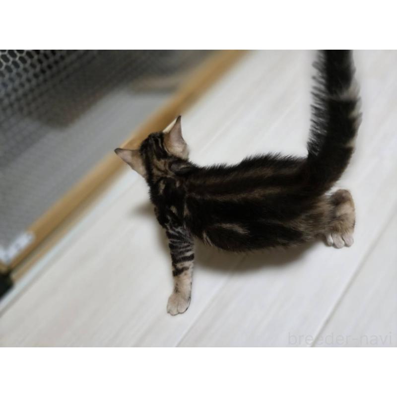 販売中の神奈川県のベンガル-132222の7枚目