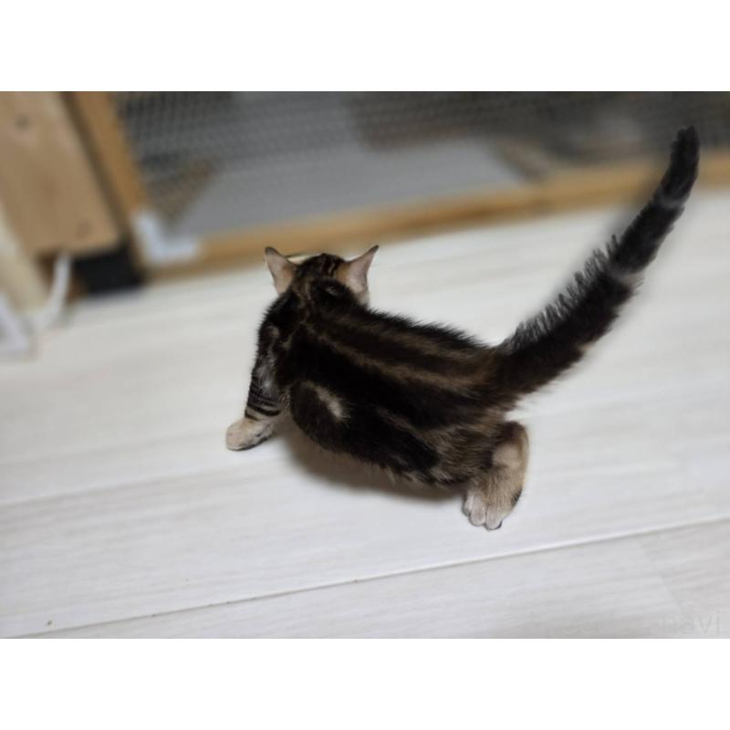 販売中の神奈川県のベンガル-132222の6枚目