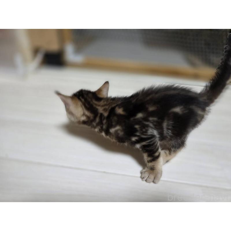 販売中の神奈川県のベンガル-132222の5枚目